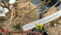 5 MIXED SHRUBS - 6