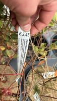 5 MIXED SHRUBS - 7