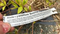 5 MIXED SHRUBS - 9