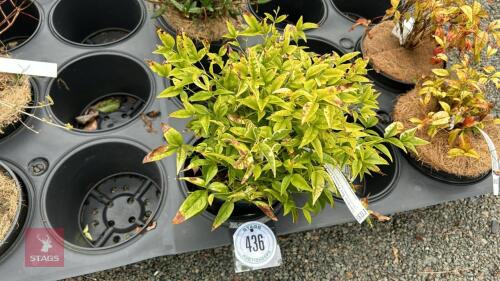 1 NANDINA ' HEAVENLY BAMBOO'