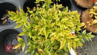 1 NANDINA ' HEAVENLY BAMBOO' - 2