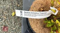 2 NANINA DOMESTICA 'FIRE POWER' - 3