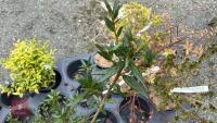 1 CRINODENDRON SHRUB - 2