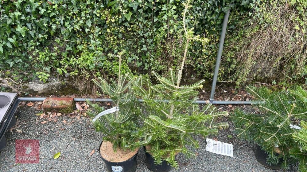 2 ABIES KOREANA