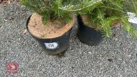2 ABIES KOREANA - 4