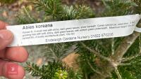 2 ABIES KOREANA - 5
