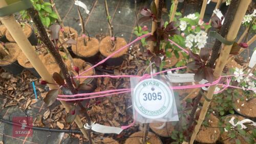 3 MALUS X MOERLANDSII PROFUSION IMPROVED