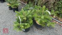 3 ABIES NORDMANNIANA