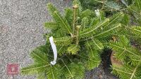 3 ABIES NORDMANNIANA - 3