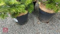 3 ABIES NORDMANNIANA - 4