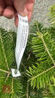 3 ABIES NORDMANNIANA - 5
