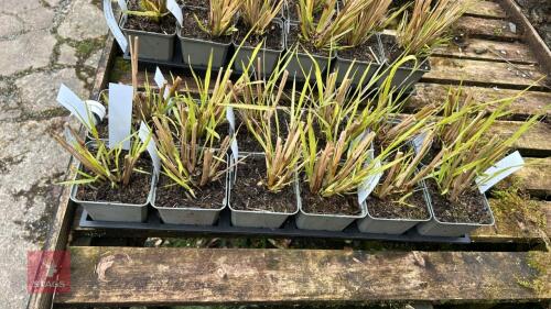 12 PENNISETUM 'RED HEAD' PLANTS