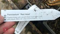 12 PENNISETUM 'RED HEAD' PLANTS - 3
