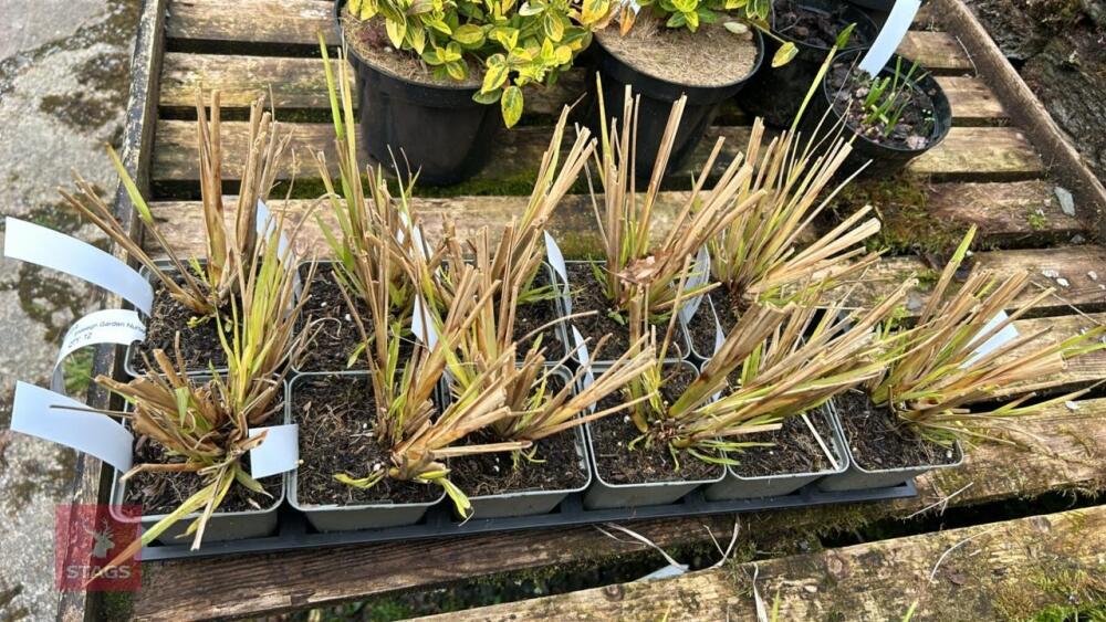 11 PENNISETUM A. VIRIDESCENS GRASS