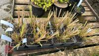 11 PENNISETUM A. VIRIDESCENS GRASS