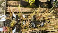 11 PENNISETUM A. VIRIDESCENS GRASS - 2