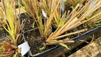 11 PENNISETUM A. VIRIDESCENS GRASS - 3