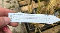 11 PENNISETUM A. VIRIDESCENS GRASS - 4
