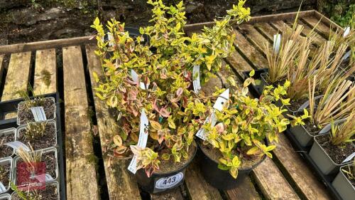 4 EUONYMUS 'EMERALD 'N GOLD'