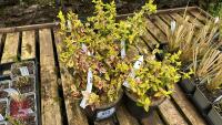 4 EUONYMUS 'EMERALD 'N GOLD'