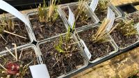 9 MOLINIA CARULEA HEIDEBRAUT - 2
