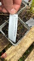 9 MOLINIA CARULEA HEIDEBRAUT - 3