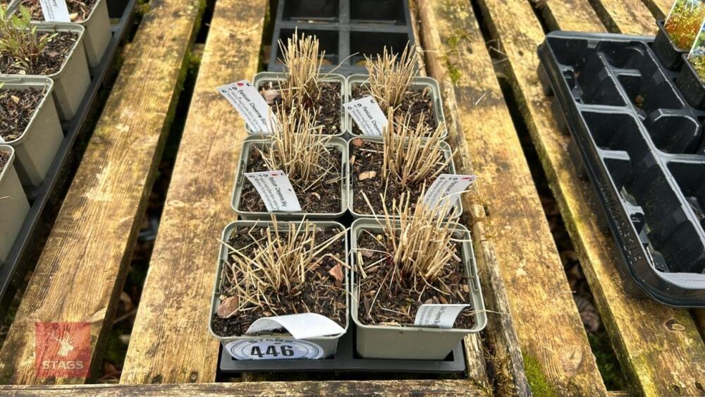 6 PANICUM CHEYENNE - SKY GRASS PLANT