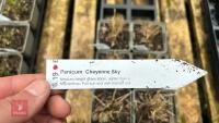 6 PANICUM CHEYENNE - SKY GRASS PLANT - 3