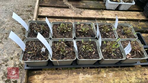 6 RUDBECKIA 'LITTLE HENRY'