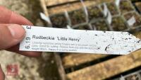 6 RUDBECKIA 'LITTLE HENRY' - 4