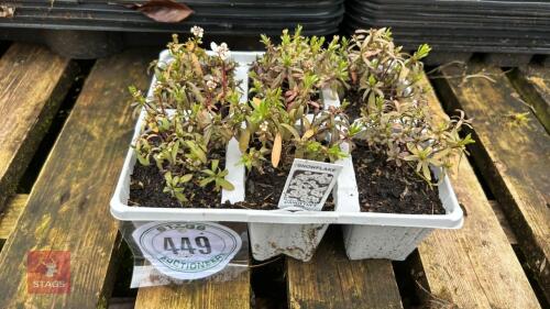 6 CANDYTUFT 'SNOWFLAKE' PLANTS