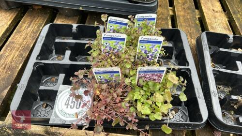 6 MIXED CAMPANULA PLANTS