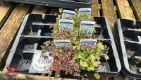 6 MIXED CAMPANULA PLANTS