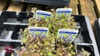 6 MIXED CAMPANULA PLANTS - 3
