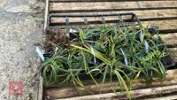 9 OPHIOPOGON PLANISCAPUS PLANTS