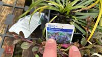 9 OPHIOPOGON PLANISCAPUS PLANTS - 6