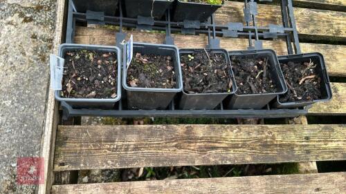 5 CYCLAMEN HYDERIFOLUM PLANTS