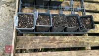 5 CYCLAMEN HYDERIFOLUM PLANTS