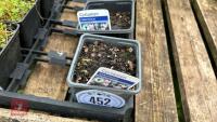 5 CYCLAMEN HYDERIFOLUM PLANTS - 3