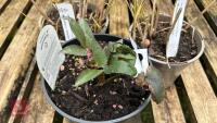 3 MIXED GRASSES & SHRUB - 2