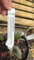 3 MIXED GRASSES & SHRUB - 5