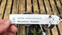 3 MIXED GRASSES & SHRUB - 6
