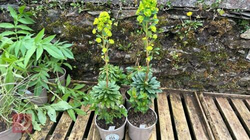 4 EUPHORBIA AMYGDAIOIDES VAR ROBBIAE