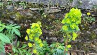 4 EUPHORBIA AMYGDAIOIDES VAR ROBBIAE - 2