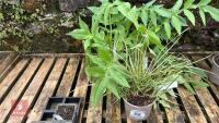 5 MIXED PLANTS & GRASSES