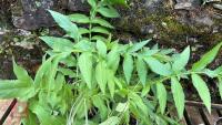 5 MIXED PLANTS & GRASSES - 3