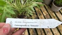 5 MIXED PLANTS & GRASSES - 4