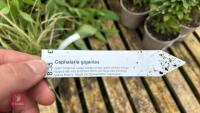 5 MIXED PLANTS & GRASSES - 5