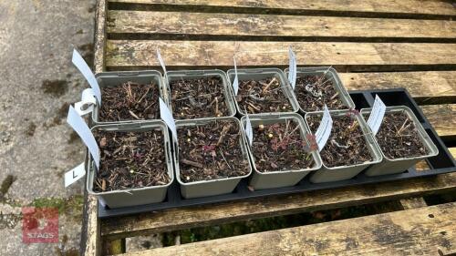 9 THALICTRUM DELAVAYI 'HEWITTS DOUBLE'