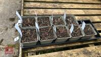 9 THALICTRUM DELAVAYI 'HEWITTS DOUBLE'
